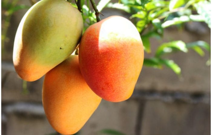 Mango, una deliciosa y excelente fruta que se da en suelo cubano.