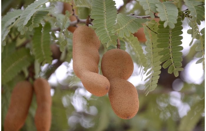 Conozca las maravillas que ofrece el tamarindo.