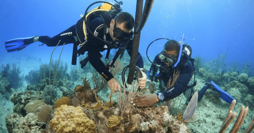 Cuba rescata sus arrecifes de coral con "guarderías"