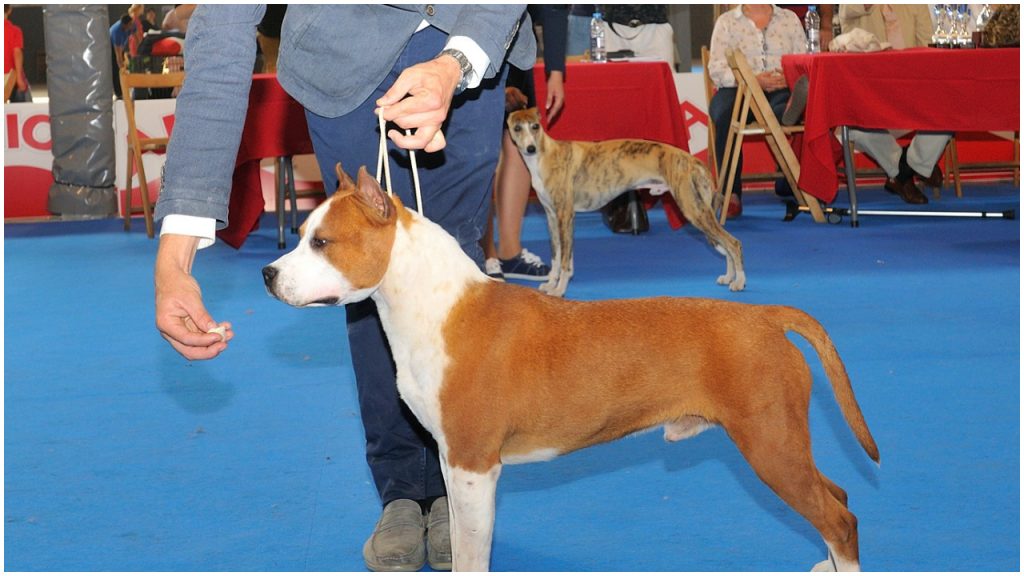 Exposicion Canina Internacional Cuba -