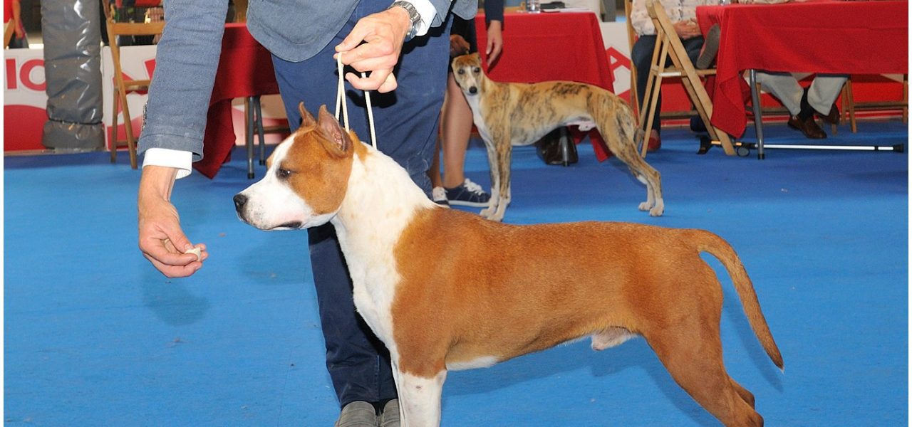 Exposicion Canina Internacional Cuba -