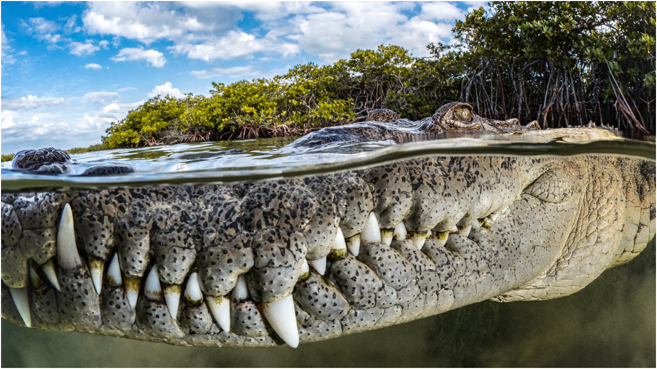 Captan foto de un cocodrilo en Cuba y gana premio en los Mangrove  Photography Awards