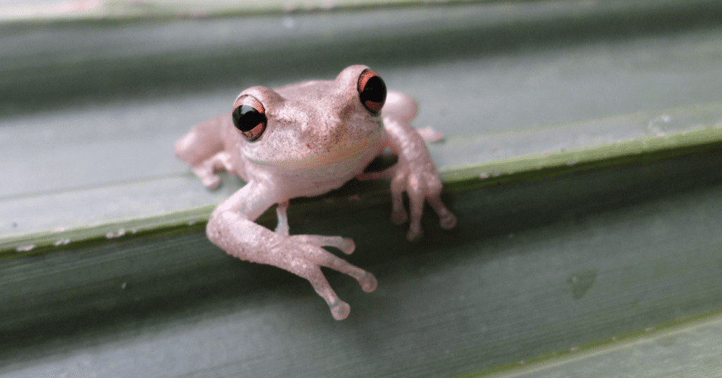 Rana invasora cubana invade la Florida por aumento del calor