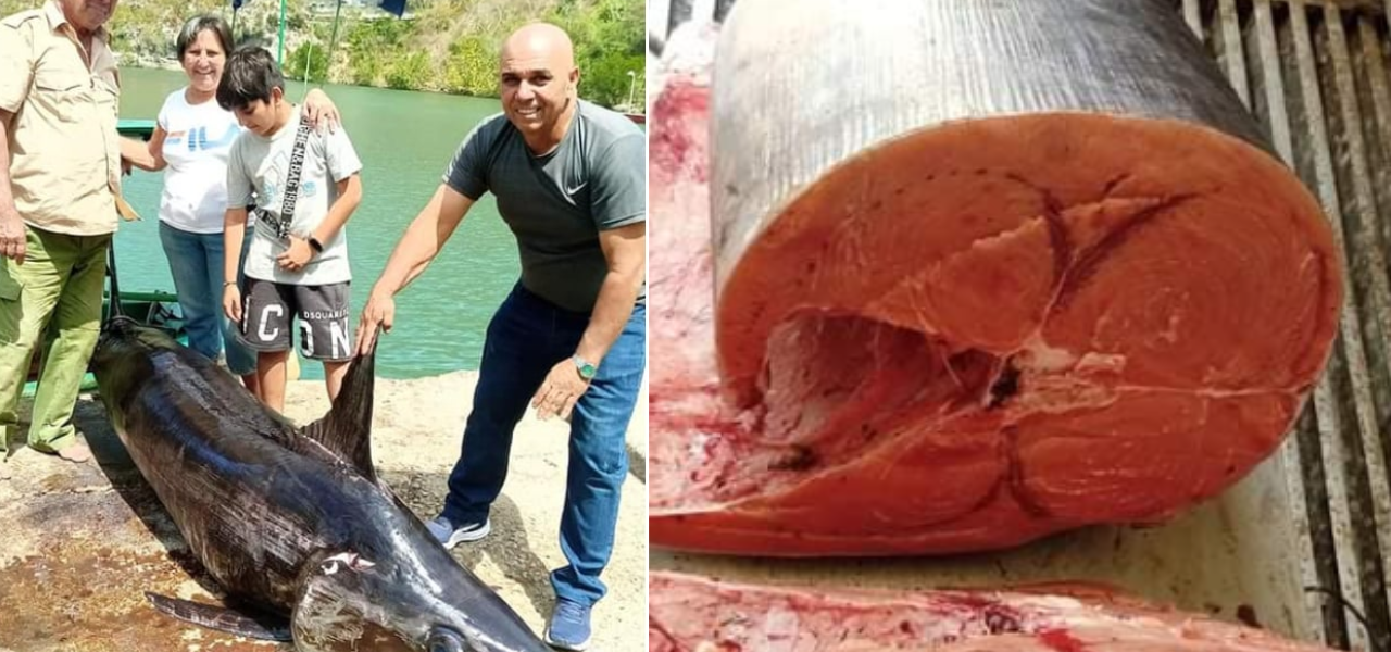 Pescadores de Matanzas capturan gigantesco pez espada de 400 libras
