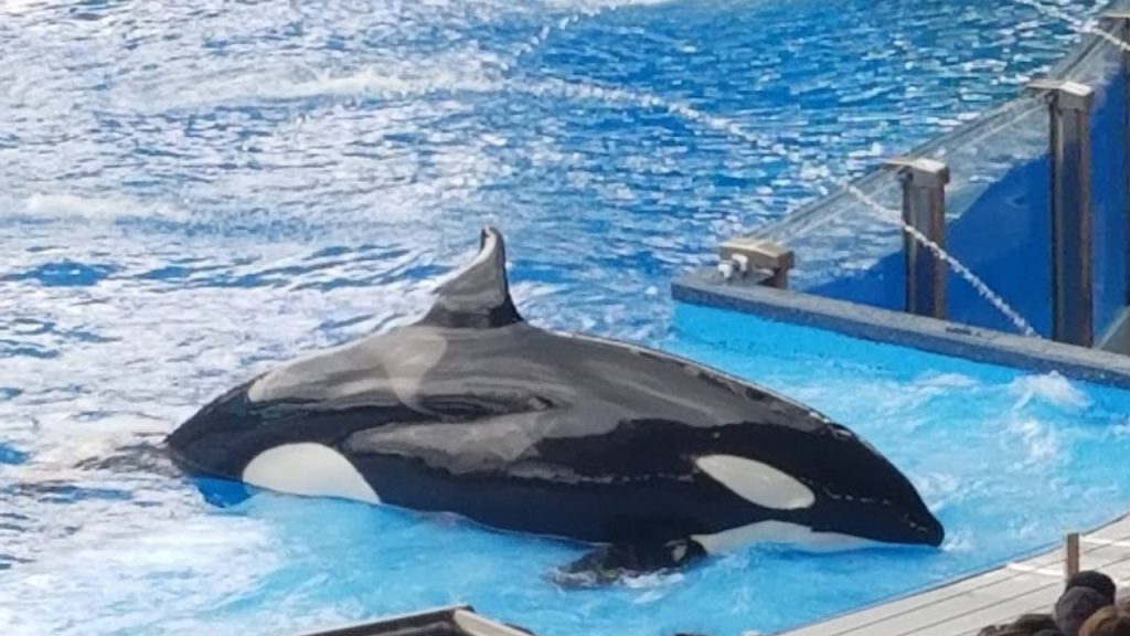 acuario Miami orca Lolita