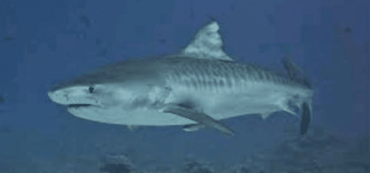 Reportan un ataque de tiburón en la provincia de Artemisa