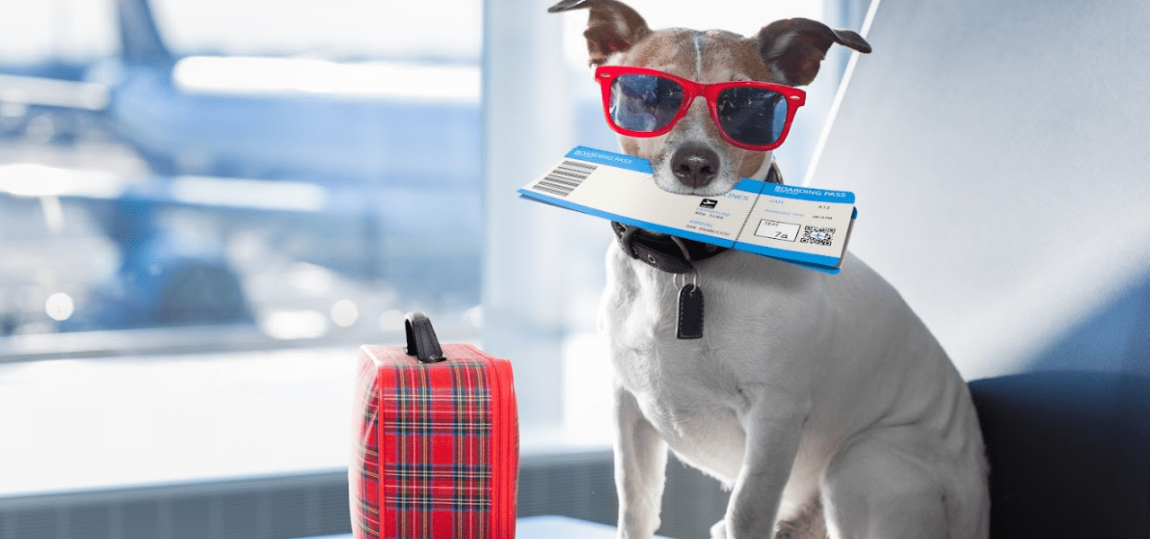 Viajar con mascotas a España desde Cuba: