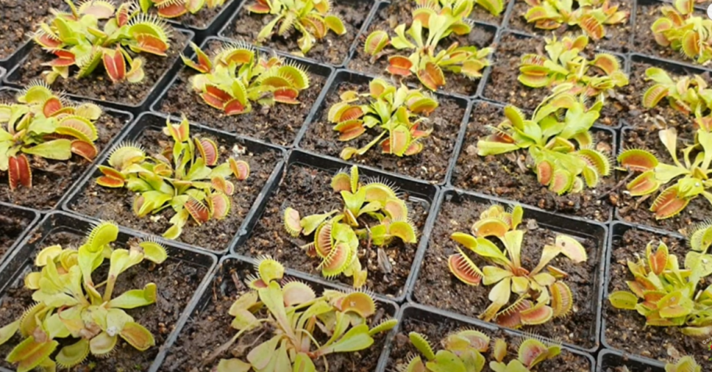 Plantas carnívoras de Cuba