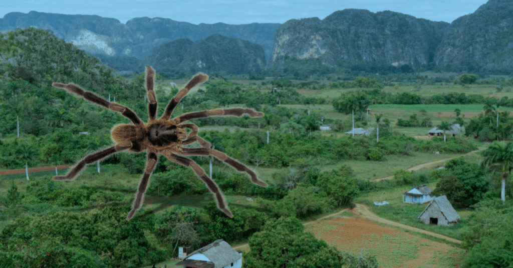 Tarántula gigante Trichopelma grande hallada en el Parque Nacional de Viñales, Cuba.