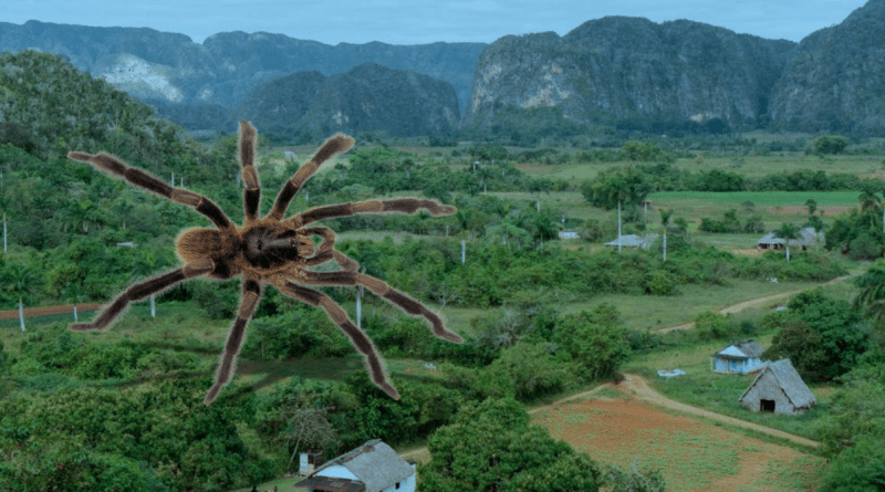 Tarántula gigante Trichopelma grande hallada en el Parque Nacional de Viñales, Cuba.